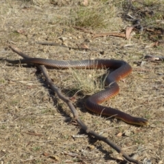 Austrelaps superbus (Lowlands Copperhead) at West Hobart, TAS - 15 Jan 2024 by VanessaC