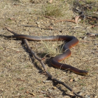 Austrelaps superbus (Lowlands Copperhead) at West Hobart, TAS - 15 Jan 2024 by VanessaC