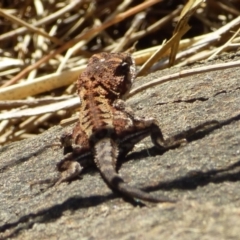 Rankinia diemensis (Mountain Dragon) at Mount Stuart, TAS - 5 Jan 2024 by VanessaC