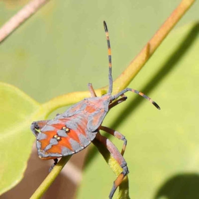 Amorbus (genus) (Eucalyptus Tip bug) at Bruce Ridge - 21 Mar 2024 by ConBoekel