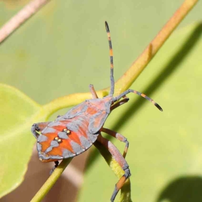 Amorbus sp. (genus) (Eucalyptus Tip bug) at Bruce Ridge - 21 Mar 2024 by ConBoekel