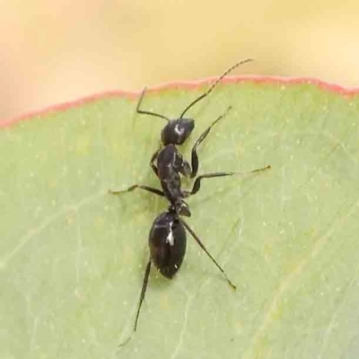 Camponotus sp. (genus) (A sugar ant) at Bruce Ridge - 22 Mar 2024 by ConBoekel