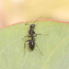 Camponotus sp. (genus) at Bruce Ridge - 22 Mar 2024 11:09 AM