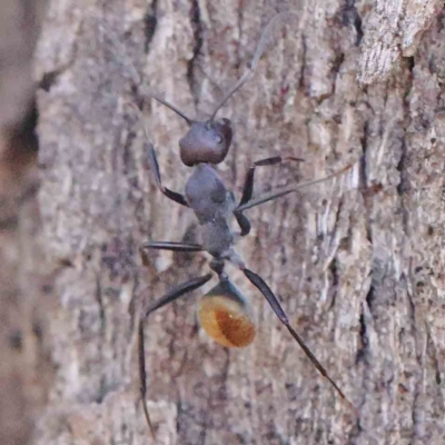 Camponotus suffusus (Golden-tailed sugar ant) at Bruce Ridge - 22 Mar 2024 by ConBoekel