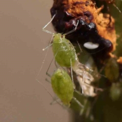 Aphididae (family) (Unidentified aphid) at Bruce Ridge - 22 Mar 2024 by ConBoekel