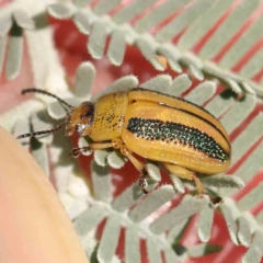 Calomela vittata (Acacia leaf beetle) at Bruce Ridge - 21 Mar 2024 by ConBoekel