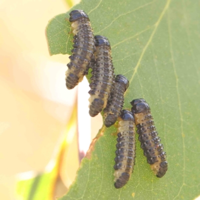 Paropsis atomaria (Eucalyptus leaf beetle) at Bruce Ridge - 22 Mar 2024 by ConBoekel