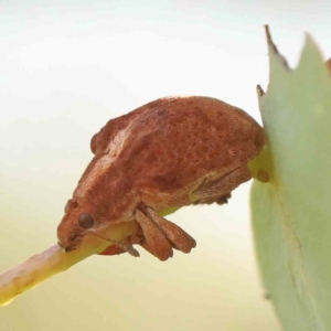 Gonipterus scutellatus at Bruce Ridge - 21 Mar 2024