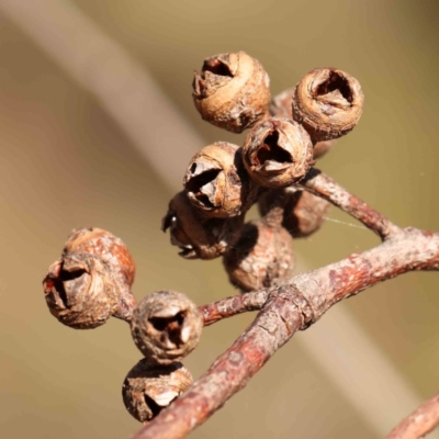 Eucalyptus blakelyi (Blakely's Red Gum) at Bruce Ridge - 22 Mar 2024 by ConBoekel