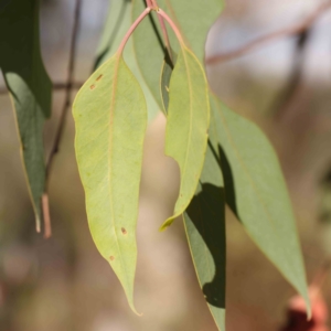 Eucalyptus blakelyi at Bruce Ridge - 22 Mar 2024 09:58 AM