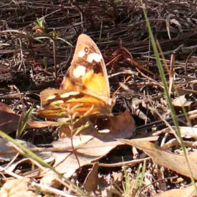 Heteronympha merope (Common Brown Butterfly) at Bruce Ridge - 21 Mar 2024 by ConBoekel