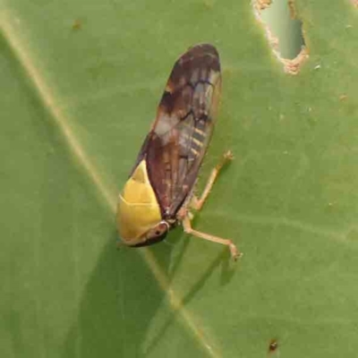 Brunotartessus fulvus (Yellow-headed Leafhopper) at Bruce Ridge - 21 Mar 2024 by ConBoekel