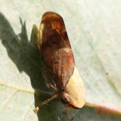 Brunotartessus fulvus (Yellow-headed Leafhopper) at Bruce Ridge - 22 Mar 2024 by ConBoekel