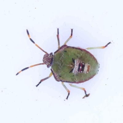 Unidentified Shield, Stink or Jewel Bug (Pentatomoidea) at O'Connor, ACT - 21 Mar 2024 by ConBoekel