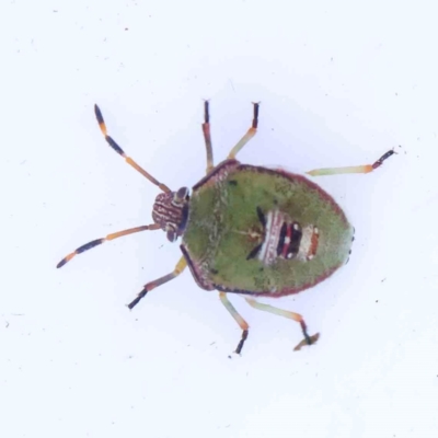 Unidentified Shield, Stink or Jewel Bug (Pentatomoidea) at Bruce Ridge - 21 Mar 2024 by ConBoekel