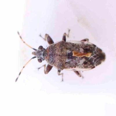 Crompus opacus (Seed bug) at Bruce Ridge - 21 Mar 2024 by ConBoekel