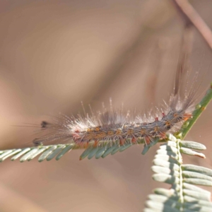 Lymantriinae (subfamily) at Bruce Ridge - 21 Mar 2024