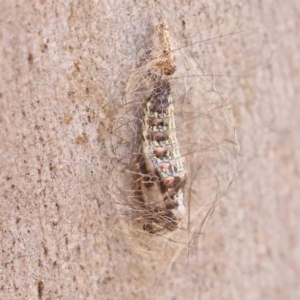 Anestia (genus) at Bruce Ridge - 22 Mar 2024 11:49 AM