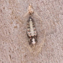 Anestia (genus) at Bruce Ridge - 22 Mar 2024 11:49 AM