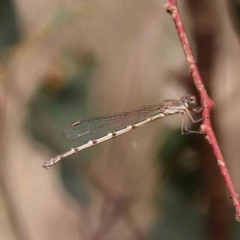 Austrolestes sp. (genus) (Ringtail damselfy) at Bruce Ridge - 22 Mar 2024 by ConBoekel