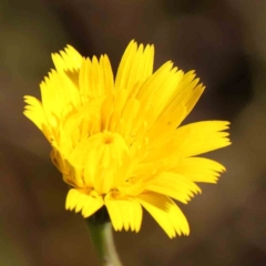 Hypochaeris radicata (Cat's Ear, Flatweed) at O'Connor, ACT - 21 Mar 2024 by ConBoekel