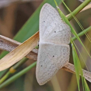 Scopula optivata at Bruce Ridge - 22 Mar 2024