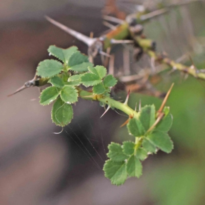 Rosa sp. (A Wild Rose) at Bruce Ridge - 22 Mar 2024 by ConBoekel