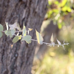 Eucalyptus bridgesiana (Apple Box) at Bruce Ridge - 21 Mar 2024 by ConBoekel