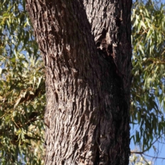 Eucalyptus bridgesiana at Bruce Ridge - 22 Mar 2024