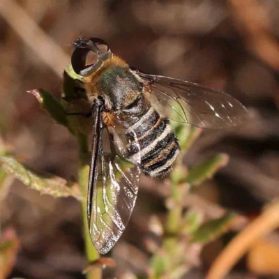 Villa sp. (genus) (Unidentified Villa bee fly) at Bruce Ridge - 21 Mar 2024 by ConBoekel
