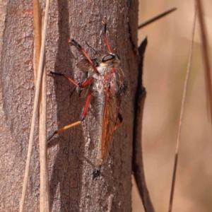 Colepia rufiventris at Bruce Ridge - 22 Mar 2024 10:39 AM