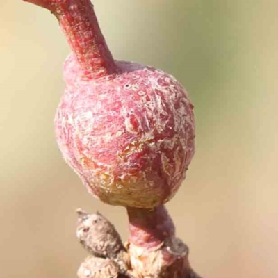 Unidentified Unidentified Insect Gall at O'Connor, ACT - 21 Mar 2024 by ConBoekel