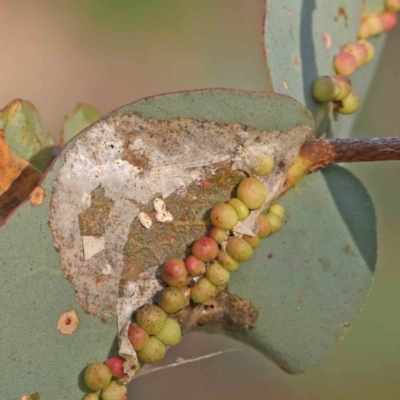 Unidentified Unidentified Insect Gall at Bruce Ridge - 21 Mar 2024 by ConBoekel