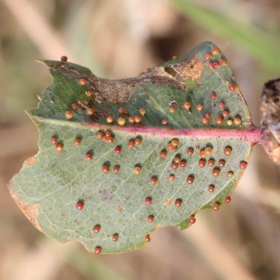 Unidentified Unidentified Insect Gall at Bruce Ridge - 21 Mar 2024 by ConBoekel