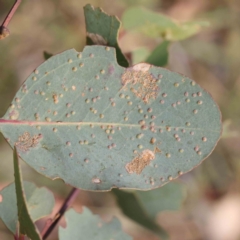 Unidentified Unidentified Insect Gall at Bruce Ridge - 22 Mar 2024 by ConBoekel