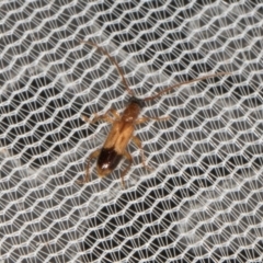 Atesta stigmosa (Longhorn or Longicorn beetle) at Higgins, ACT - 11 Jan 2024 by AlisonMilton