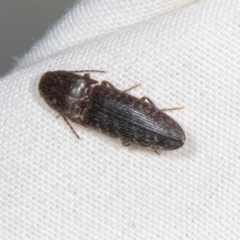 Monocrepidus (genus) (Click beetle) at Higgins, ACT - 11 Jan 2024 by AlisonMilton