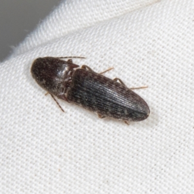 Monocrepidus (genus) (Click beetle) at Higgins, ACT - 11 Jan 2024 by AlisonMilton