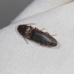 Monocrepidus sp. (genus) at Higgins, ACT - 11 Jan 2024 07:38 AM