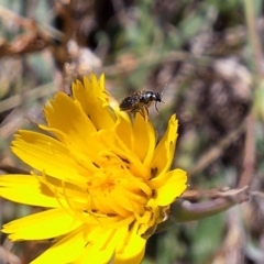 Dasytinae (subfamily) (Soft-winged flower beetle) at Harrison, ACT - 4 Mar 2024 by JenniM