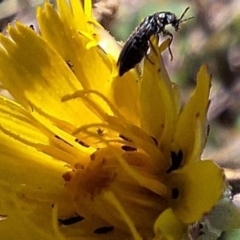 Dasytinae (subfamily) at Franklin Grassland (FRA_5) - 4 Mar 2024 12:29 PM