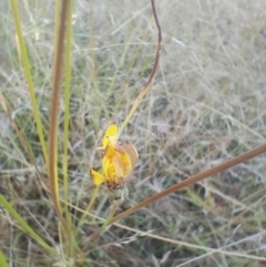 Unidentified Plant at Symonston, ACT - 24 Mar 2024 by CallumBraeRuralProperty