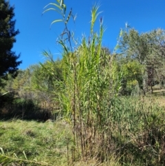 Arundo donax (Spanish Reed, Giant Reed) at Evatt, ACT - 25 Mar 2024 by HarleyB
