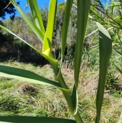 Arundo donax at Evatt, ACT - 25 Mar 2024