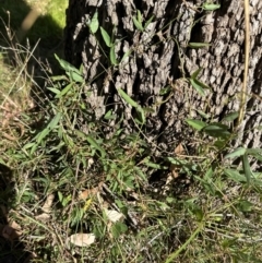 Glycine tabacina at Cook, ACT - 25 Mar 2024 03:29 PM