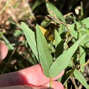 Glycine tabacina at Cook, ACT - 25 Mar 2024 03:29 PM