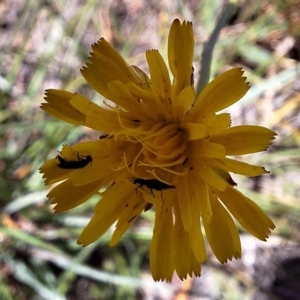 Dasytinae (subfamily) at Franklin Grassland (FRA_5) - 4 Mar 2024