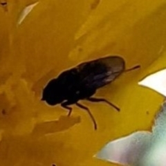 Diptera (order) (Fly - Unidentified) at Budjan Galindji (Franklin Grassland) Reserve - 4 Mar 2024 by JenniM