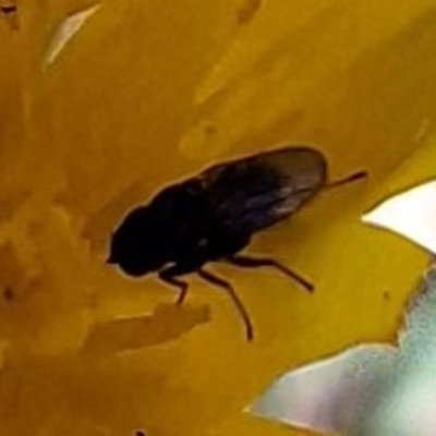 Diptera (order) (Fly - Unidentified) at Budjan Galindji (Franklin Grassland) Reserve - 4 Mar 2024 by JenniM