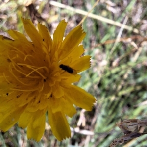 Diptera (order) at Franklin Grassland (FRA_5) - 4 Mar 2024